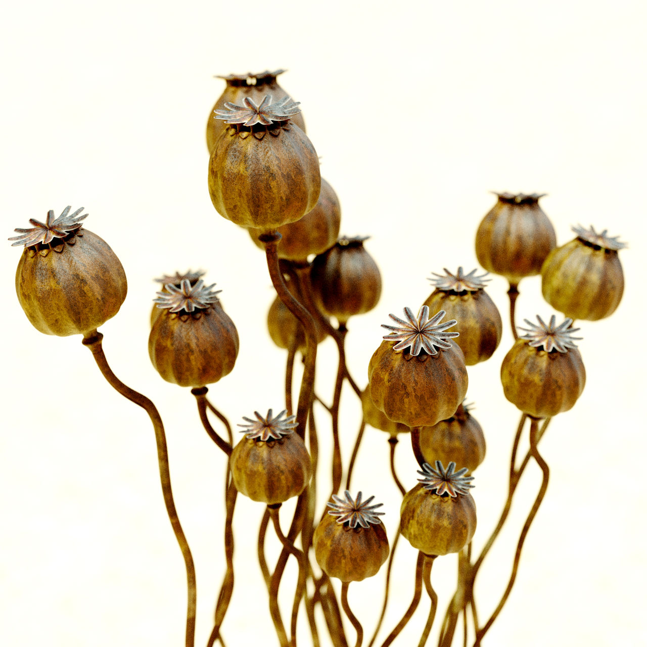 Mohnkapseln Procedural Modelling und Shading