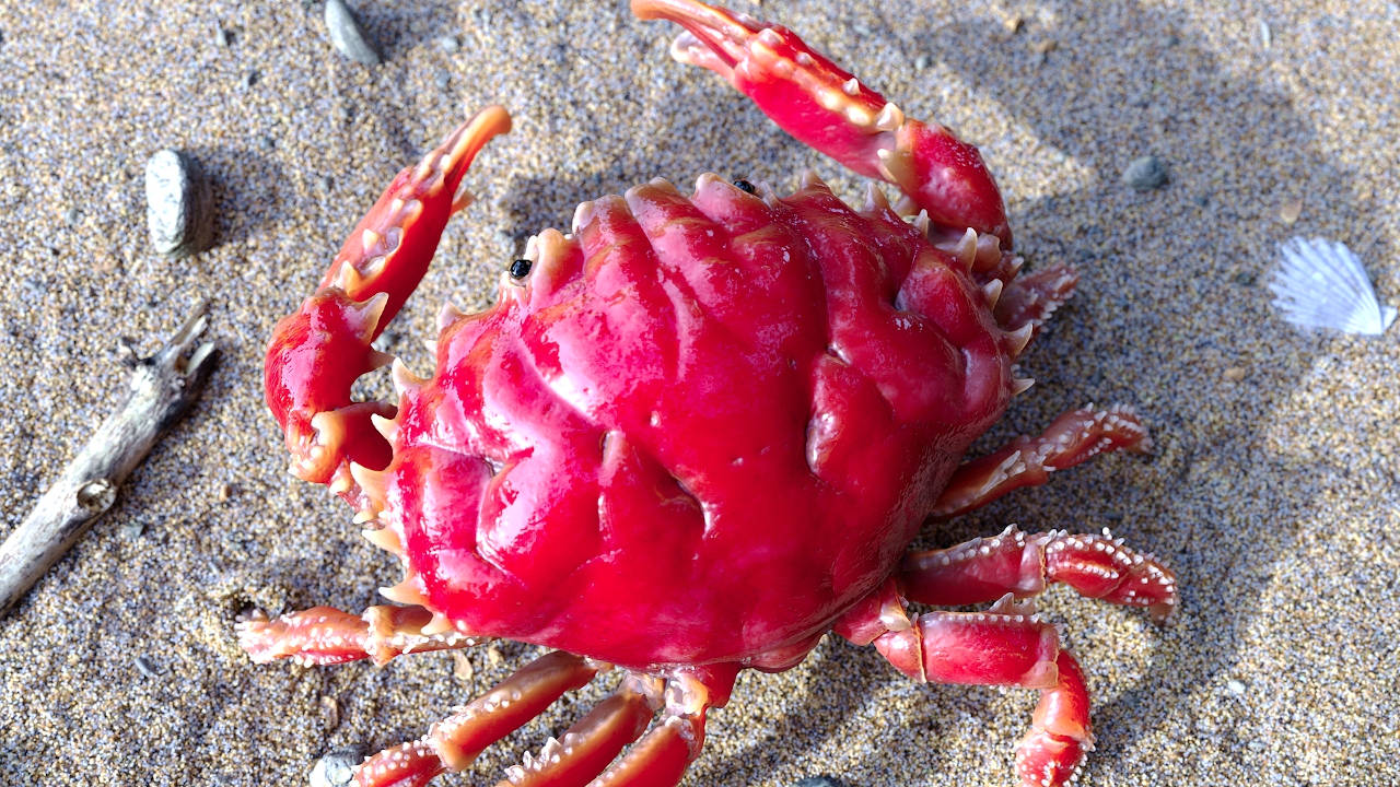 Character Krabbe Dark Finger Reef Crab 3dscan Rigging Animation Shading